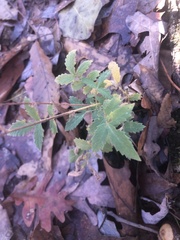 Agrimonia gryposepala