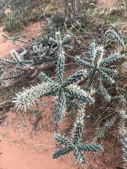 Cylindropuntia