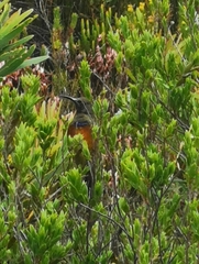 Anthobaphes violacea