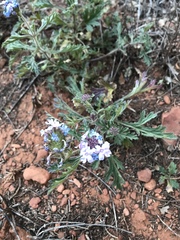 Glandularia gooddingii