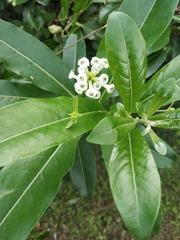 Cestrum diurnum