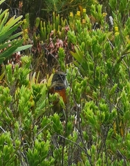 Anthobaphes violacea