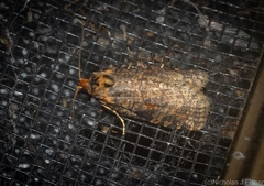 Cryptoptila australana