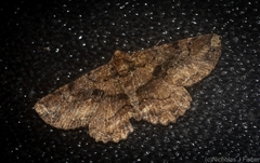 Paradromulia ambigua