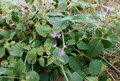 Commicarpus pedunculosus