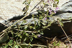 Commicarpus pedunculosus