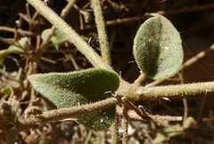 Commicarpus pedunculosus