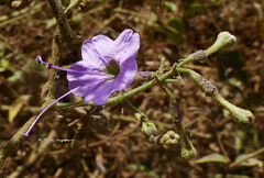 Commicarpus pedunculosus