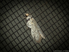 Philobota transversella