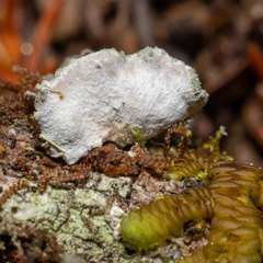 Erioderma sorediatum