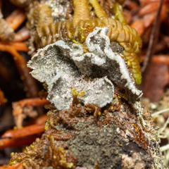 Erioderma sorediatum