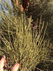 Ephedra viridis