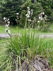 Libertia chilensis