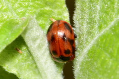 Gonioctena viminalis