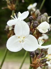 Libertia chilensis