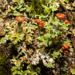 Cladonia bellidiflora