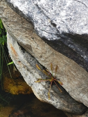 Drosera