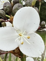 Libertia chilensis
