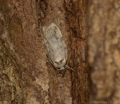Barea nymphica