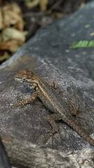 Sceloporus licki