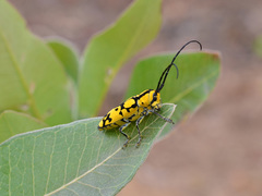 Tragocephala variegata