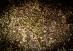 Crasilogia gressitti