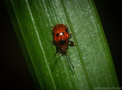 Tinosis decemmaculata