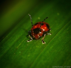 Tinosis decemmaculata
