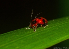 Tinosis decemmaculata