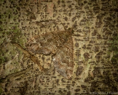 Crasilogia gressitti