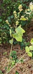 Sida cordifolia