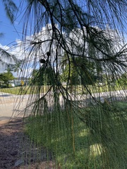 Casuarina equisetifolia