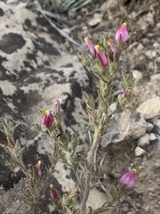 Cordylanthus parviflorus