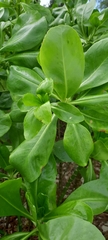 Scaevola taccada