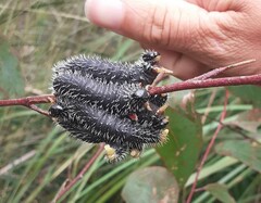 Perga affinis