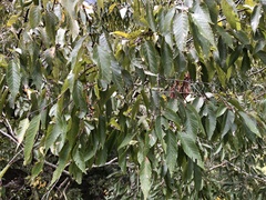 Carpinus kawakamii