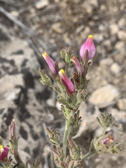 Cordylanthus parviflorus