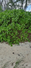 Scaevola taccada