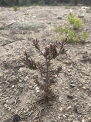 Cordylanthus parviflorus