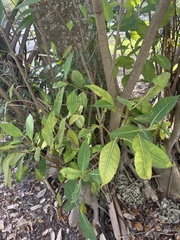 Ficus aurea