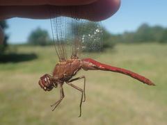 Orthemis nodiplaga