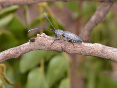 Zographus lineatus