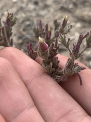 Cordylanthus parviflorus