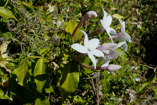 Jasminum abyssinicum image