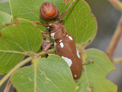 Prosopocera lactator