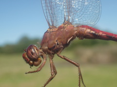 Orthemis nodiplaga