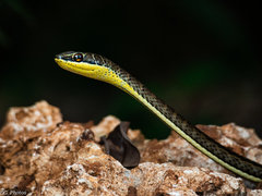 Psammophis orientalis