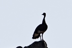 Plectropterus gambensis