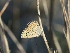 Pseudophilotes panoptes