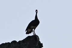 Plectropterus gambensis